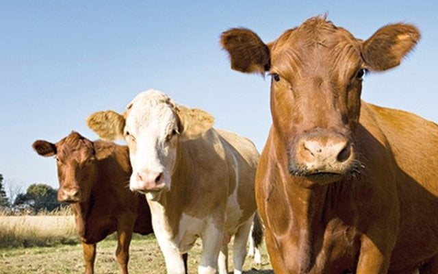 İthal Hayvan Eti Yemeye ve Kurban Kesmeye Mecbur Olmak Günah Nitelikli Felakettir