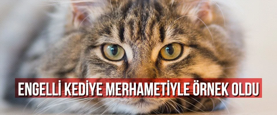 Engelli kediye merhametiyle örnek oldu