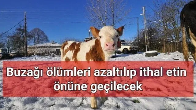 Buzağı ölümleri azaltılıp ithal etin önüne geçilecek
