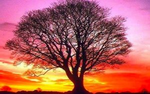 Kelime-i Tayyibe – Kelime-i Habîse ve Kavl-i Sâbit