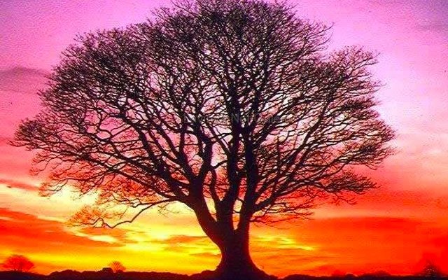 Kelime-i Tayyibe – Kelime-i Habîse ve Kavl-i Sâbit