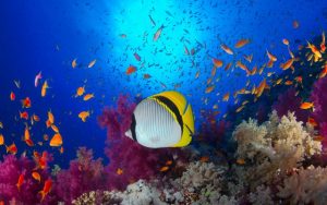 Deniz yaşamı yok olacak