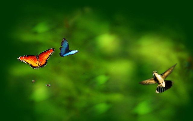 Doğal Çevre Varlıkları Bize Şükredici Kullar Olmamız için Verilmiştir 6