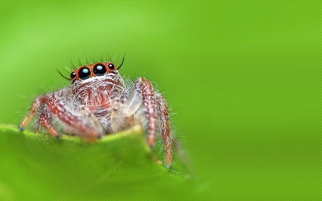 Örümcekler Zehriyle Şifa Taşıyor