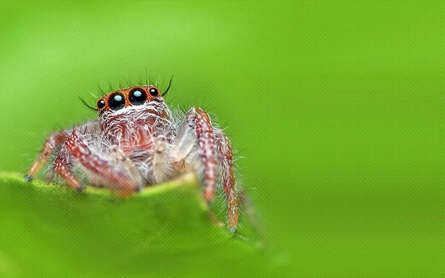 Örümcekler Zehriyle Şifa Taşıyor