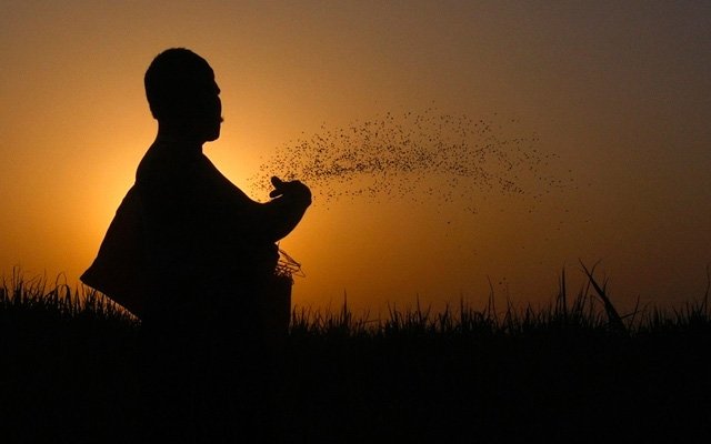 ‘Hollanda Tohumları’