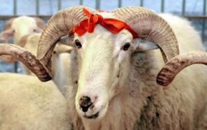 Kurbanlıklara kötü muamele cezasız kalmayacak