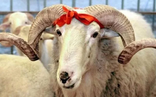 Kurbanlıklara kötü muamele cezasız kalmayacak