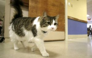 Oscar kedi ölümü hissediyor!