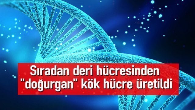 “Sıradan” deri hücresinden “doğurgan” kök hücre üretildi.