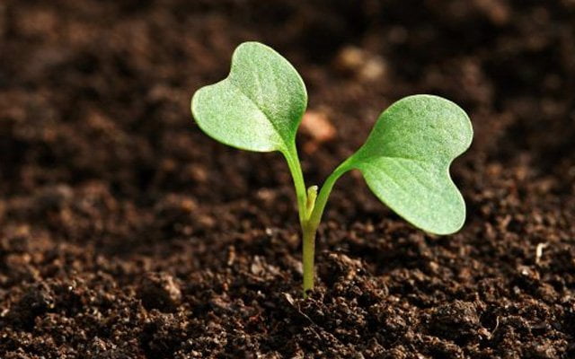 TOHUMLARIN YEŞERDİĞİNİ GÖRMENİN MUTLULUĞU