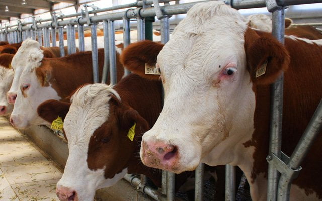 İthal Hayvanlardan Kurbanlık Olur mu?