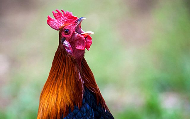 ‘Anne’ diyen horoz kesilmekten kurtuldu