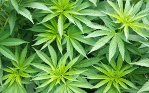 Kenevir Türkiye’nin Kalkınmasında Güçlü Silahıdır