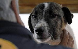 Hayvanlara karşı görevlerimiz I İŞKENCE