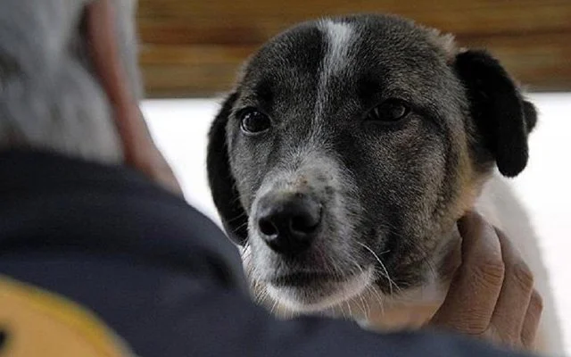 Hayvanlara karşı görevlerimiz I İŞKENCE