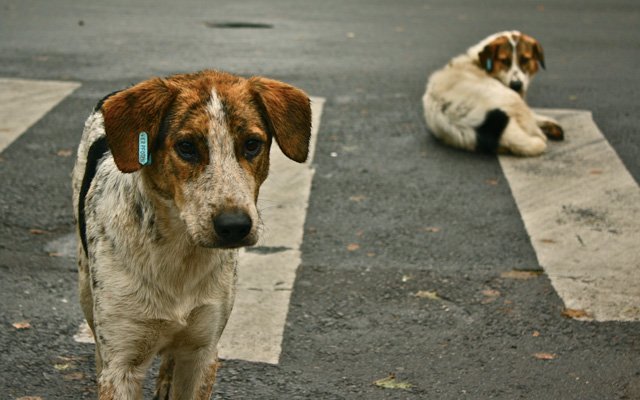 Hayvan Severler de Cumhurbaşkanımızdan Bekler Oldu