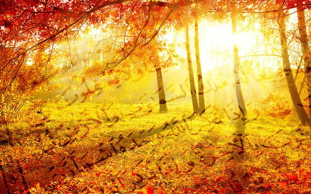 Yaratılan varlık ayetleriyle Kur’an ayetlerini birlikte okuma | 1