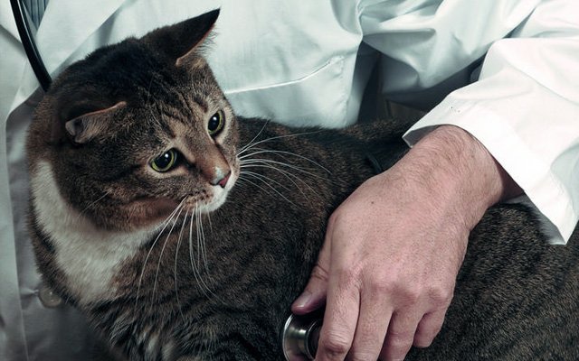 Hayvanları kısırlaştıranlar masum mu?