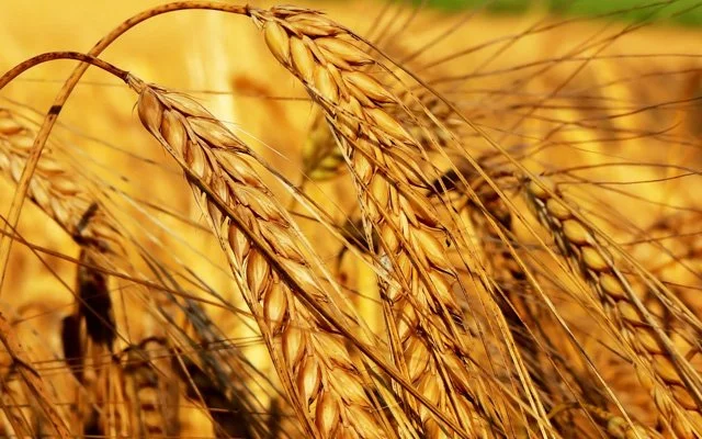 Vermek malı çoğaltmaktır II