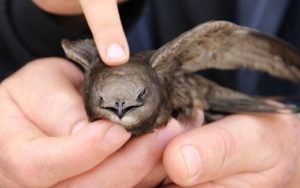 Kuran’da Ebabîl Kuşları ve alabileceğimiz dersler