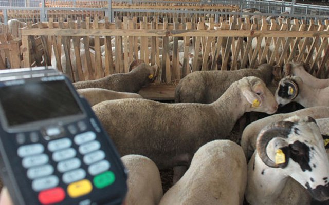 Diyanetin affedilemez hatası