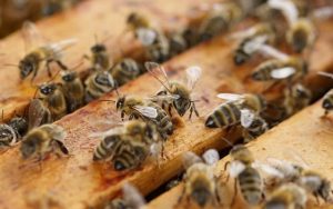 Bizler için yaratılan arıların ölüleri de ilaç