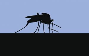 Sivrisinek ısırığı duaya muhtac bıraktı