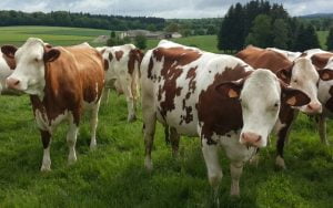 Hayvancılık stratejik sektör