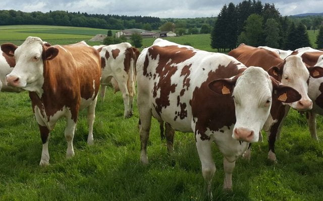 Hayvancılık stratejik sektör