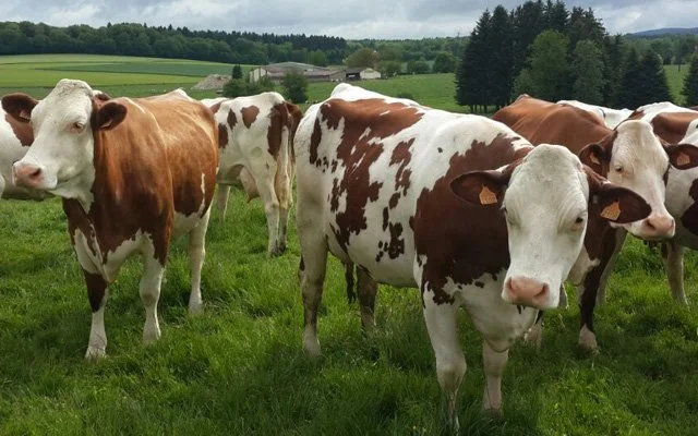 Hayvancılık stratejik sektör