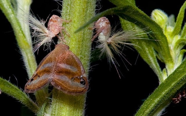 VAMPİR KELEBEKLER ÂL-İ FRAVUNA GÖNDERİLEN AZAP ÇEKİRGELERİ Mİ?