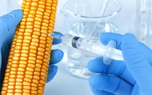 GDO’lu Ürünlerin İthalatına İzin Verenlere Bedduamız Var