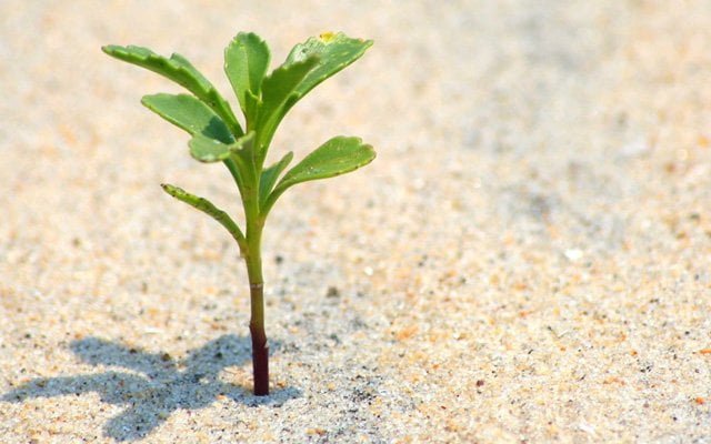 Hülya Avşar ve İnsan Doğasının İslâm’a Yönelişi