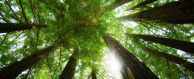 Doğal Çevre Varlıkları Biz İnsanları Tanımakta, Takip Etmekte ve Duygusal Tepkiler Vermekte Olan Varlıklardır 8