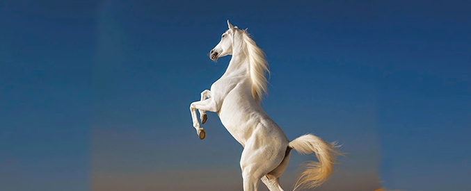 İslâm’ın Işığında At’a Bakışımız I