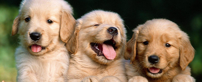 Hayvanlara Genel Bakışımız VI