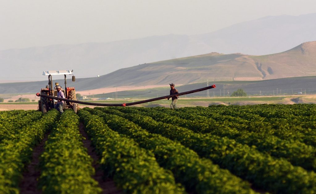 Tarımdaki Deccala Karşı Mit