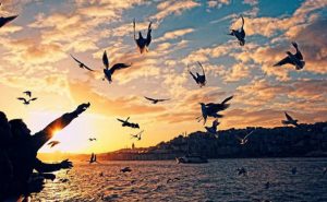 Kuşların Namazı ve Tesbihi