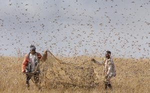 Korona Çekirge Sürülerine Yol Açarak Kıtlığa Neden Oluyor