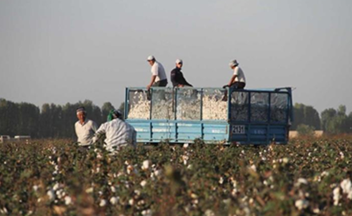 Özbekistan: Pamuk Ambargosunu Kaldırın