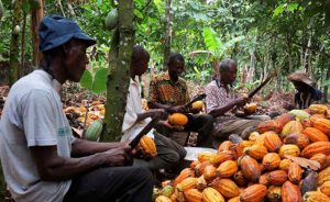 Fildişi Sahili’nde Çocuk İşçilerin Oranı Artıyor