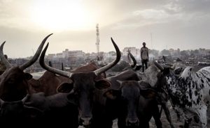 Mali’de Etnik Saldırılarda Çok Sayıda Kişi Hayatını Kaybetti