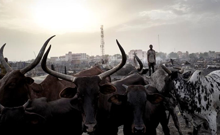 Mali’de Etnik Saldırılarda Çok Sayıda Kişi Hayatını Kaybetti