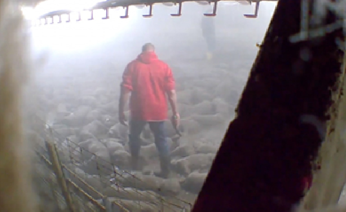 ABD: Milyonlarca Canlı Hayvan İşkenceyle Öldürüldü