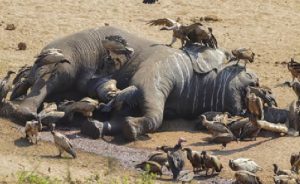 2020 Felaketleri: Afrika’da Filler Topluca Ölüyor