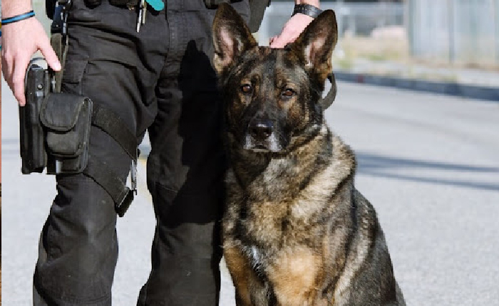 Alman Ordusunun Köpekleri Korona Eğitiminde