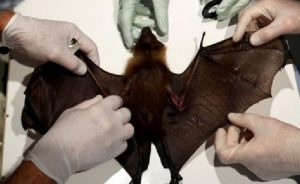 BM’nin Hayvandan İnsana Virüs Uyarısı