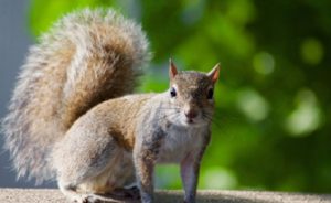 ABD’de Sincapta “Kara Ölüm” Veba Hastalığı Çıktı