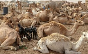 Kenya’da Yüzlerce Deve Koronadan Öldü